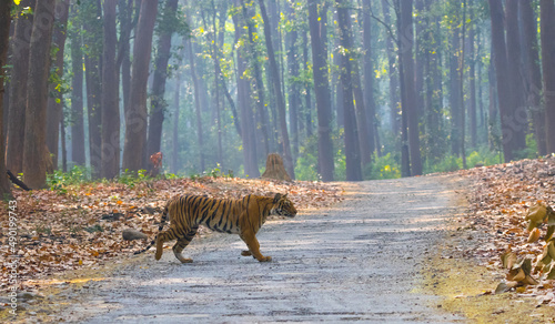 Closeup shot of a Trinil tiger walking in Jim Corbett National Park, Ramnagar, India photo