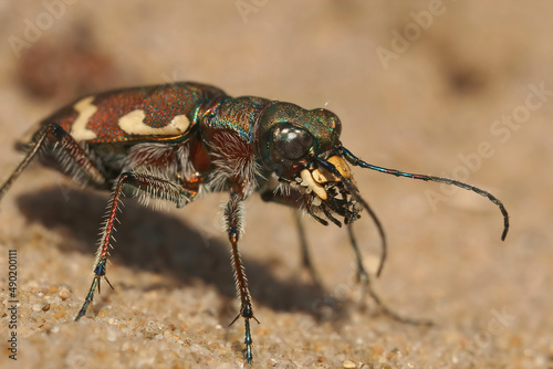 Facial closeup on the Northern Dune tiger beetle, Cicindela hybrida photo