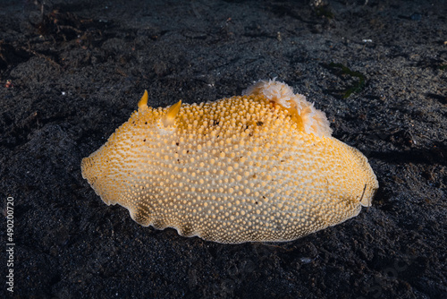 Closeup shot of a yellow sea slug photo