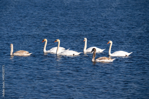 Obraz na plátně Closeup shot of Tundra swans swimming in the lake