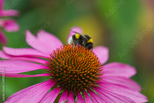 Closeup shot of the bee taking nectar from the flower