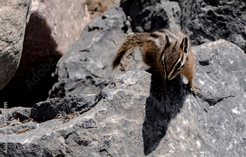 Closeup of Townsend's Chipmunk on the rock. Neotamias townsendii. photo