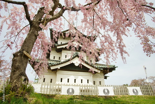 Hirosaki-jo castle in cherry blossom season photo