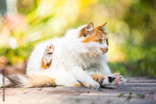 Cuadro en lienzo Closeup shot of a Turkish Van on the blurry background