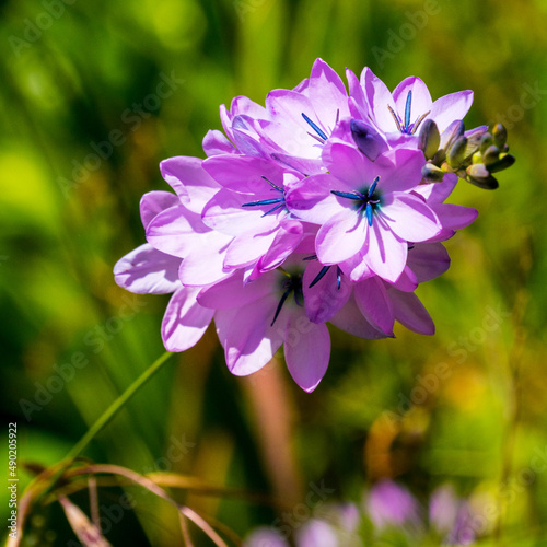 Closeup of beautiful Aphyllanthes in a garden photo