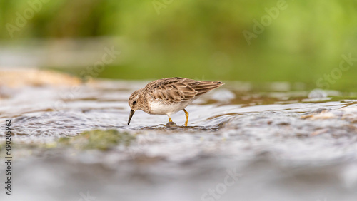Fotografie Selective focus shot of a Western sandpiper bird