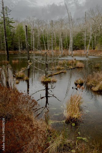 Shot of marshy land on Glen Alton Farm in VA, USA photo