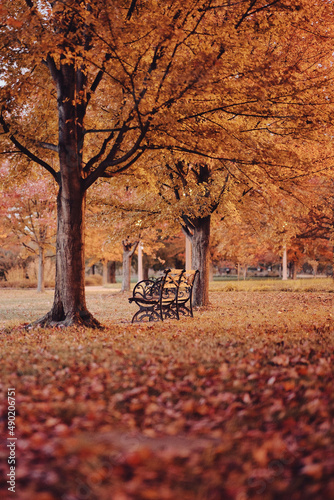 Vertical shot of a metallic curved bench in the park surrounded by autumn trees and leaves. photo