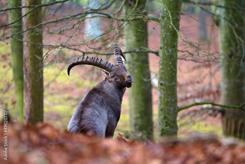 Closeup of a goral in the forest photo