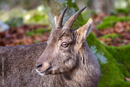 Closeup of a goral in the forest photo