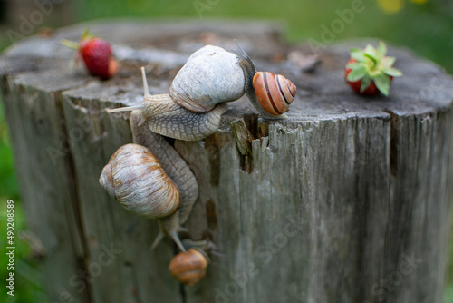 Closeup shot of little snails on the wood in Nybro Kommun, Sweden photo