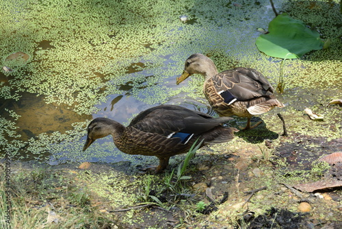 Duck in the pond at Kenilworth Park in Washington D.C.