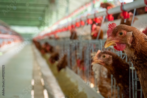 Selective focus shot of chickens on a coop in a farm