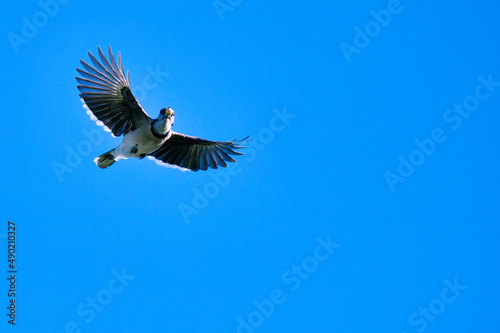 Valokuvatapetti Blue jay bird flying in a cloudless blue sky