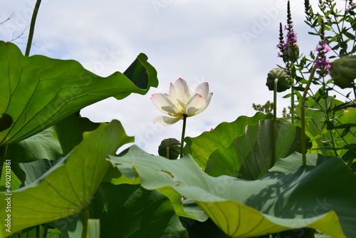 White lotus with lotus leaves at Kenilworth Park in Washington D.C.