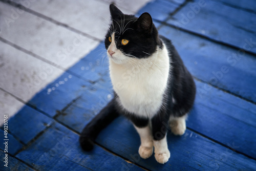 Closeup of a black and white cat resting photo