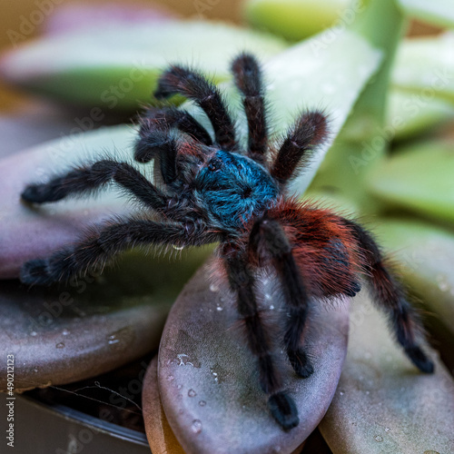 Closeup of an Antilles pinktoe tarantula photo