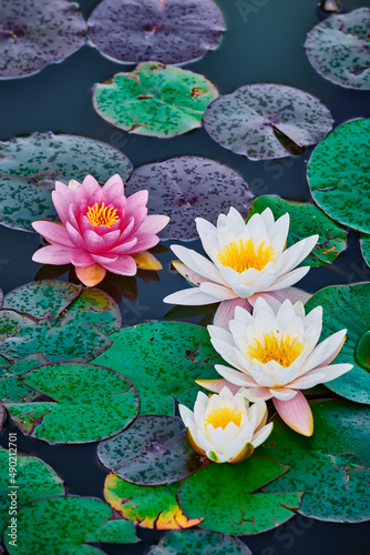 Fotografie Vertical shot of water lily flowers in a pond