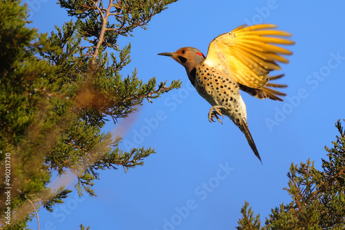 Golden avocet woodpecker flying into a tree against a blue background