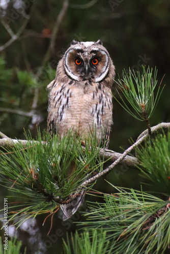 Selective focus shot of long-eared owl in Elie, Fife, Scotland photo