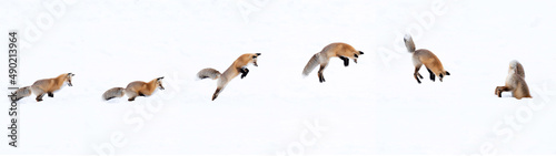Action sequence of a fox jumping and diving into snow