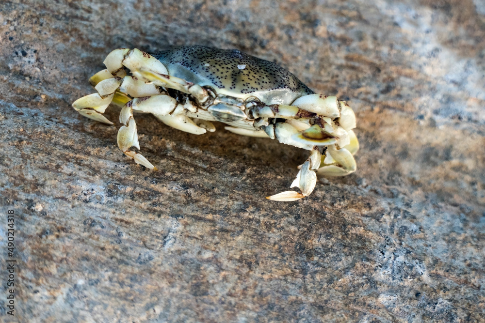Died Crab Died Crab