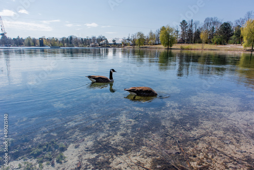 Ducks swimming around in the clear water of Centerparcs Kempervennen on a beautiful sunny day photo