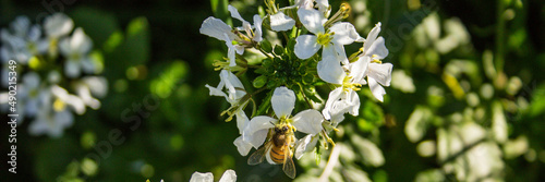 Obraz na plátně Closeup shot of a bee resting on a white flower in spring