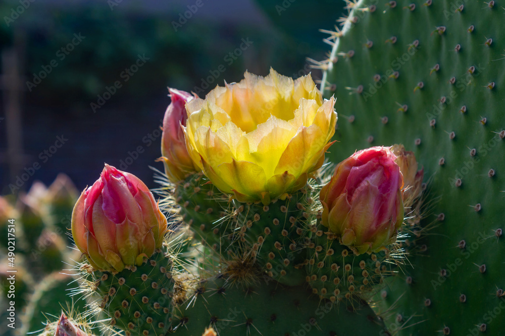 Flores amarillas de cactus opuntia en plena floración Stock Photo | Adobe  Stock