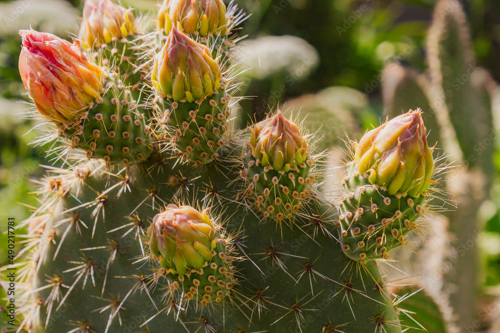 Pimpollos de flores de cactus en jardín soleado. Stock Photo | Adobe Stock
