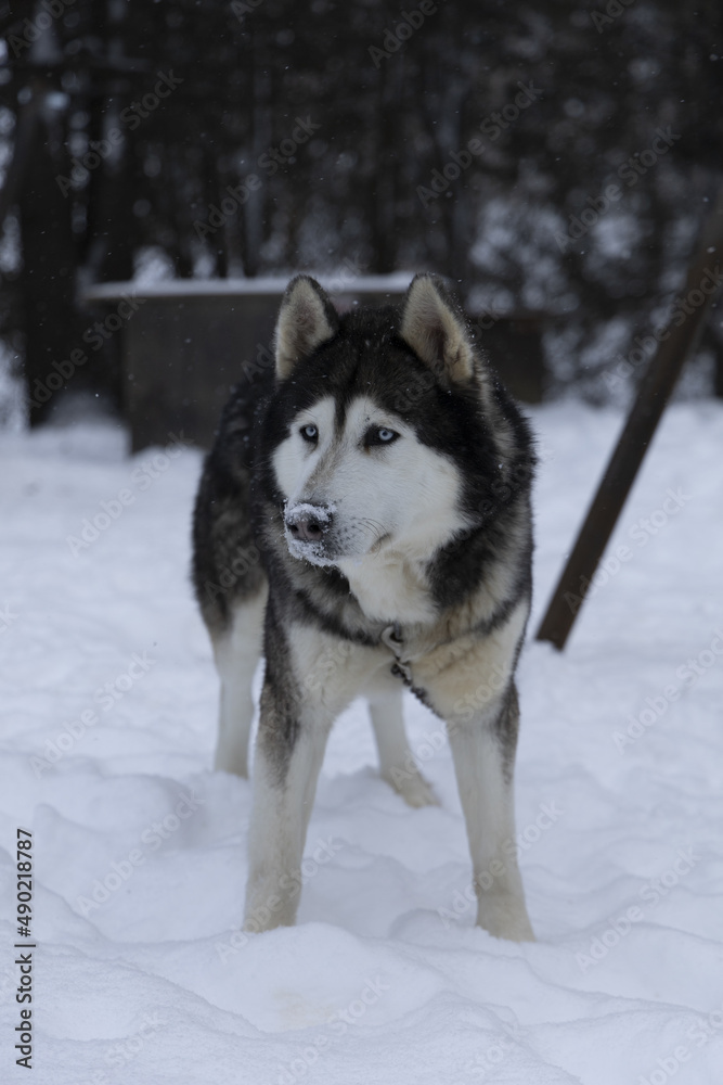 siberian husky dog