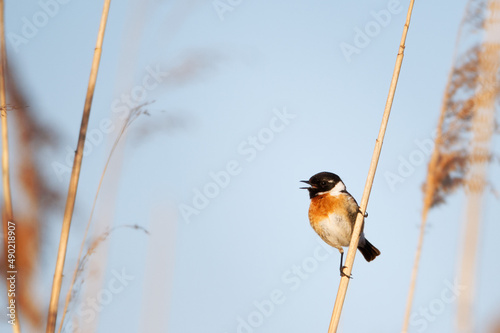 Closeup shot of a European stonechat perched on a branch photo