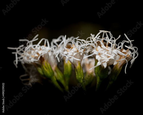 Closeup of Caprifoliaceae (honeysuckle family) plant on a dark background photo