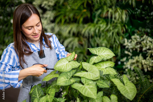 Female gardener cutting leaves of syngonium use scissors working at greenhouse vertical greenery photo