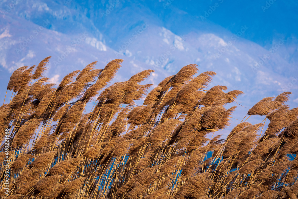 Beautiful shot of phragmites being blown by the wind on the mountains - obrazy, fototapety, plakaty 