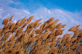 Beautiful shot of phragmites being blown by the wind on the mountains