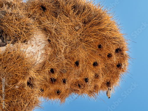 Low angle shot of a sociable weaver nest photo