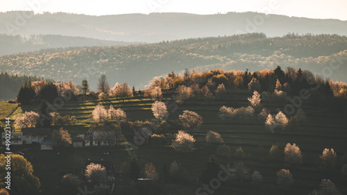 Beautiful sunrise view in spring in the full bloom of cherry trees in Hrinova village, Slovakia photo