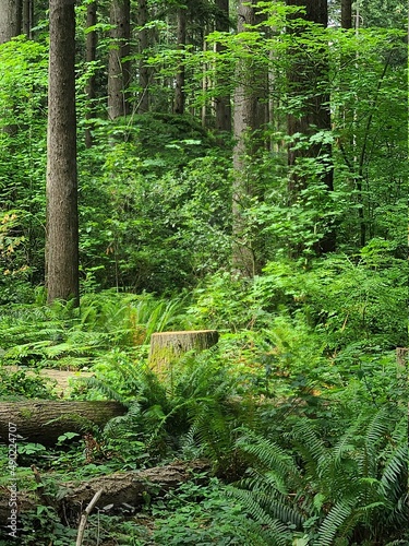 fern in the forest