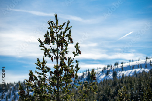 Closeup of Pinus peuce growing on hills covered in the snow under the sunlight photo