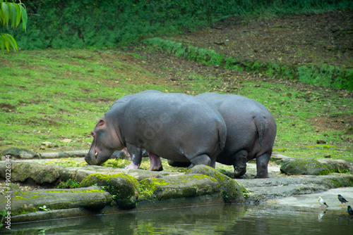 hippopotamus in the zoo