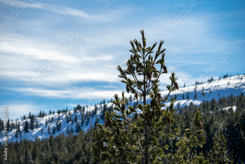 Closeup of Pinus peuce growing on hills covered in the snow under the sunlight photo