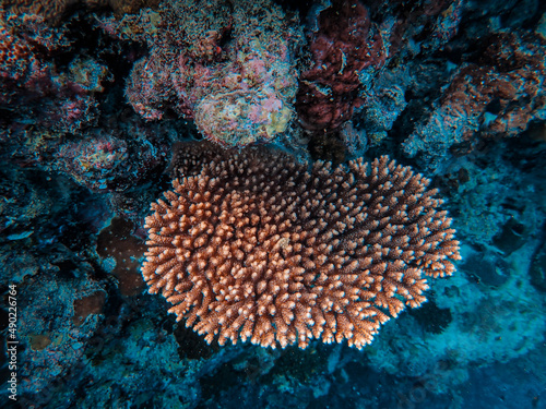 Underwater shot of a pocillopora meandrina, commonly known as cauliflower coral photo