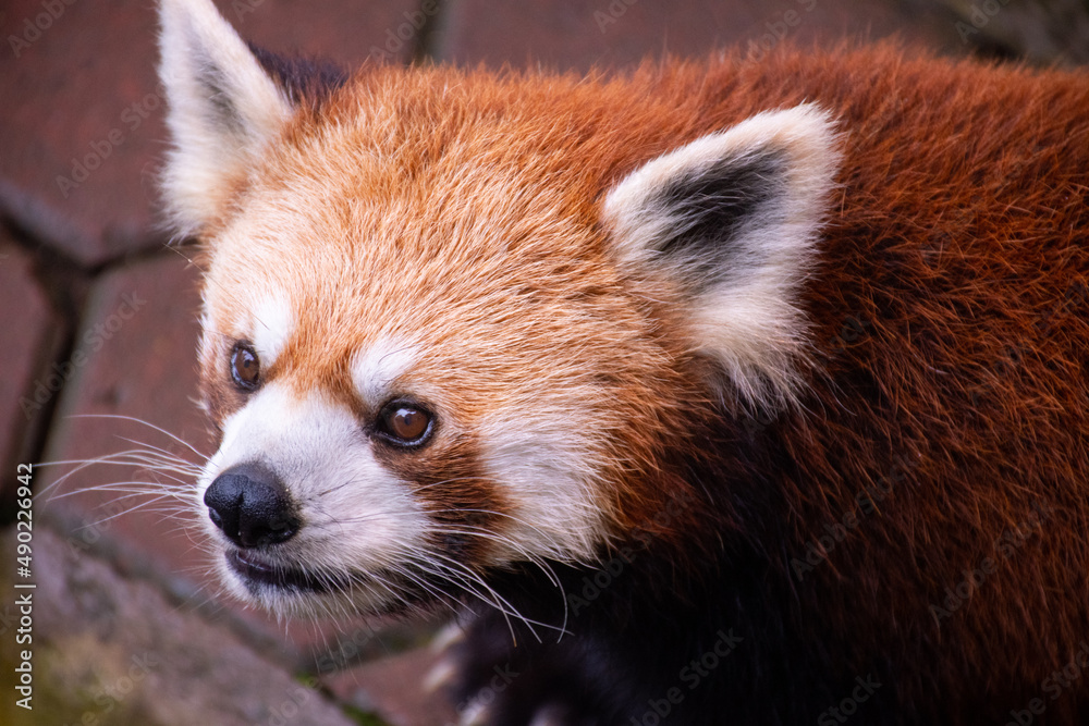 red panda in the zoo red panda in the zoo
