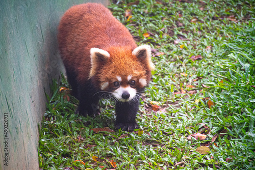 red panda in the forest photo
