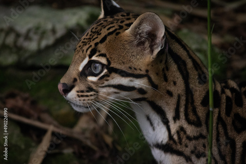 Closeup of a wild cat called Ocelot