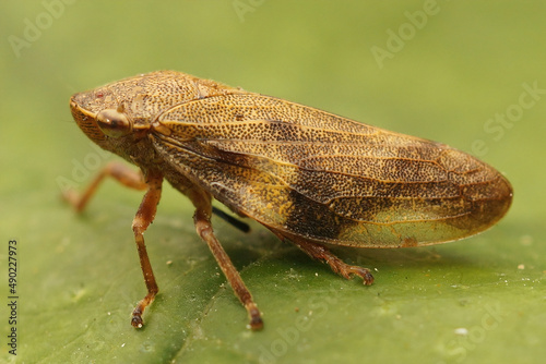 Closeup on the European alder spittlebug, Aphrophora alni, sitting on a green leaf photo