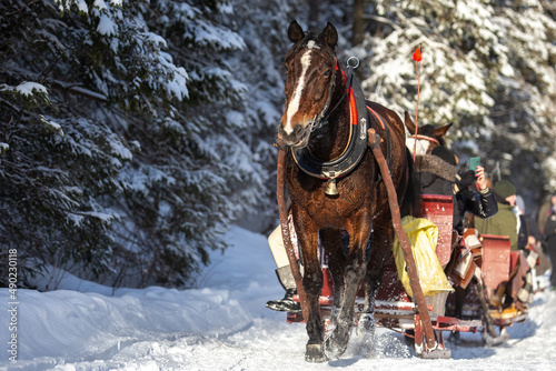 Obraz na płótnie Horse pulling a sled with tourists on it w salonie