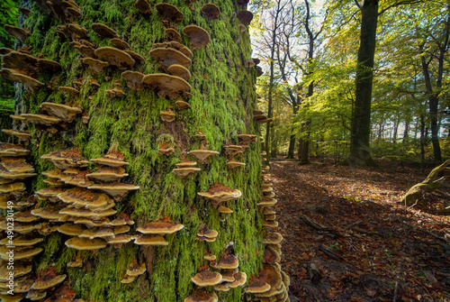 Closeup of the tree trunk covered with moss and Trametes versicolor. photo