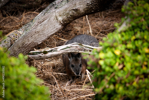 Natural view of brushed-tailed rock wallaby under a fallen trunk in the forest photo